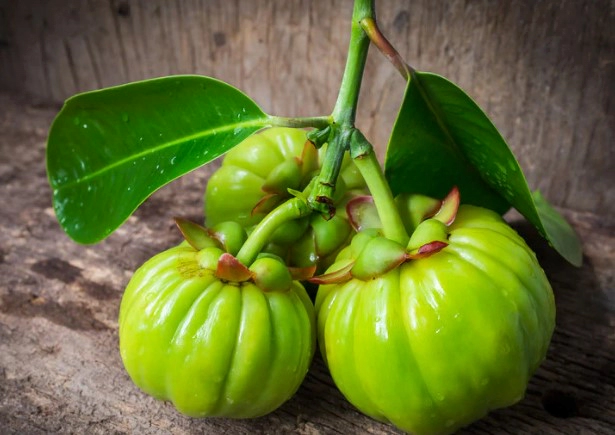 가르시니아 hca 자주 묻는 질문