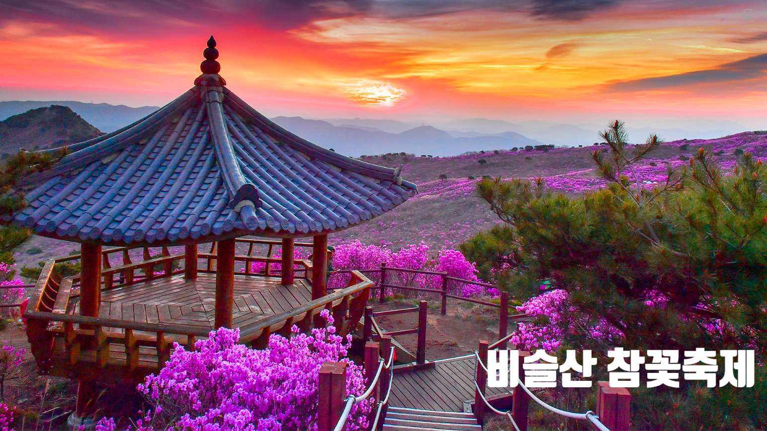 비슬산 참꽃문화제