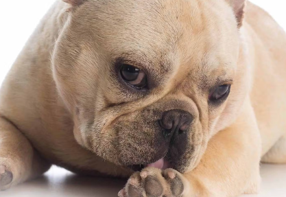 개가 자신의 발