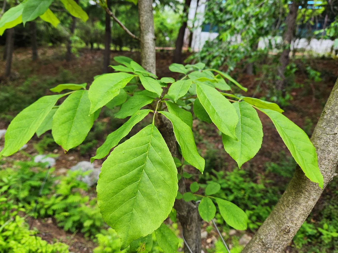 물푸레나무