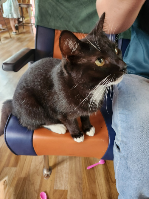 고양이역보호소-실내3