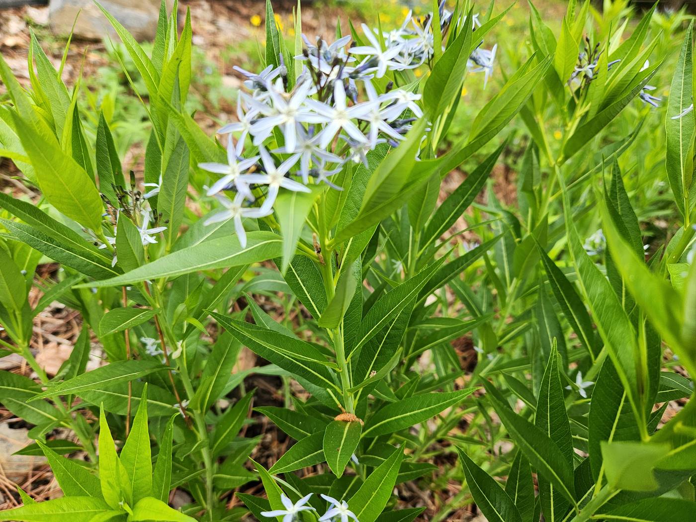 정향풀(정자초)