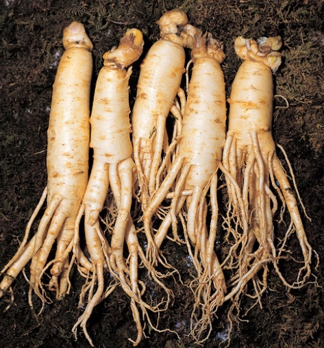 한국의 떡 종류 인삼떡