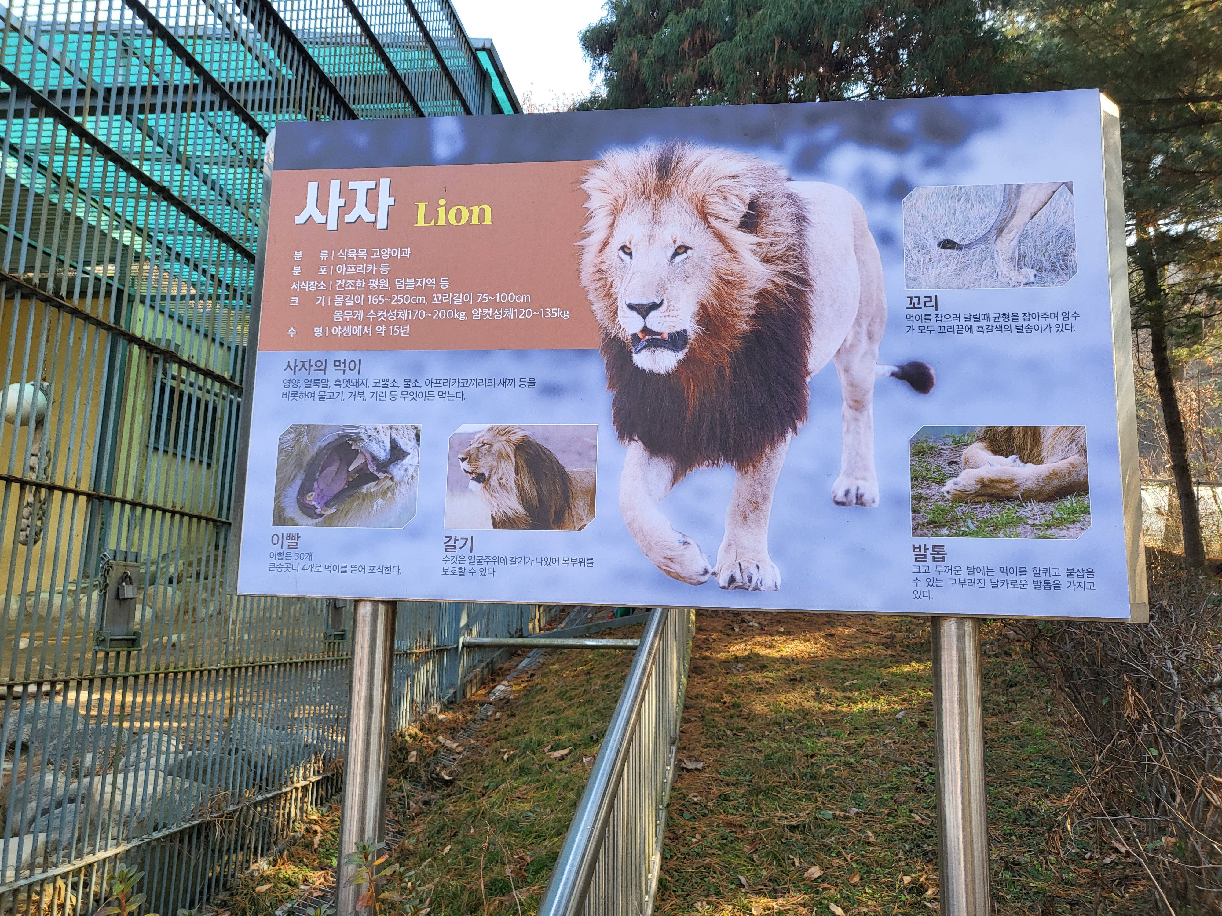 청주 동물원 - 사자 설명 안내판
