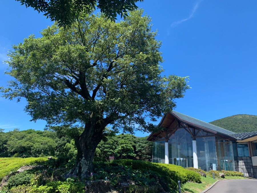 엘리시안 제주 CC 스타트