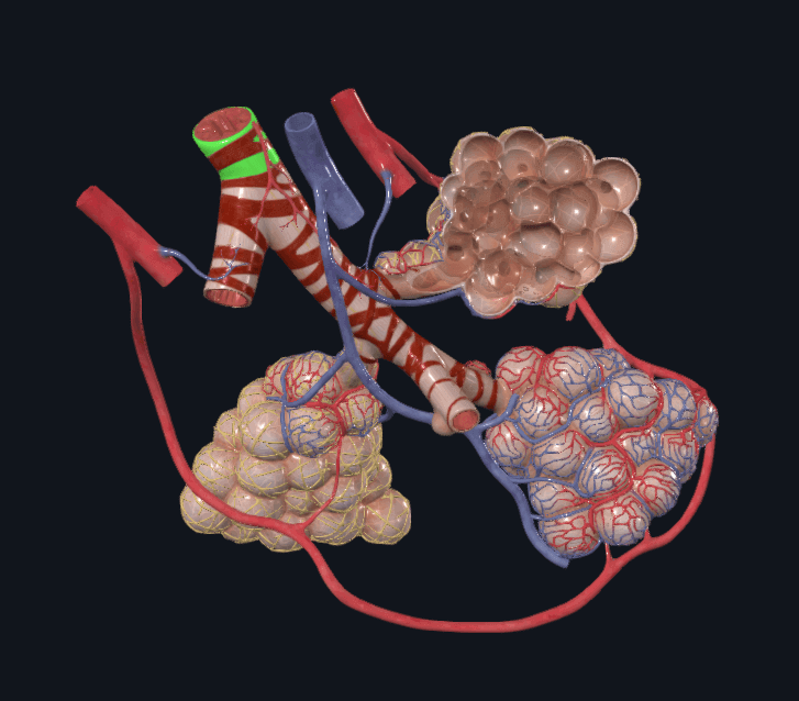 종말세기관지(초록 부분)과 그 이하 조직들