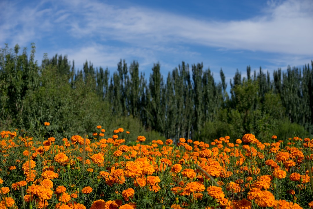Marigold