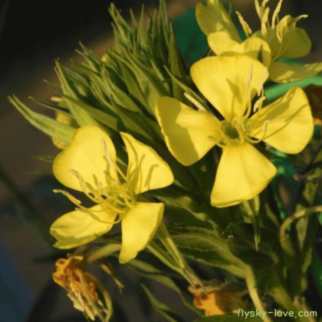 달맞이꽃 종자유