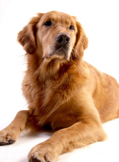 강아지 무료분양, 종류, 사료 총정리 (2024ver)