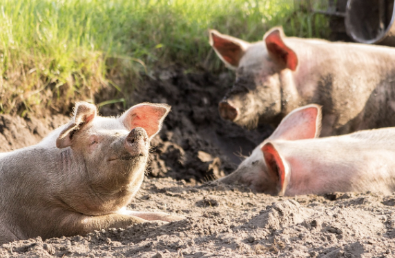‘센과 치히로의 행방불명’ – 성장·환상·자아를 찾아 떠나는 여정