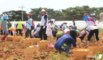 당진해나루황토고구마 홍보판촉행사 축제 장소로 안내_22