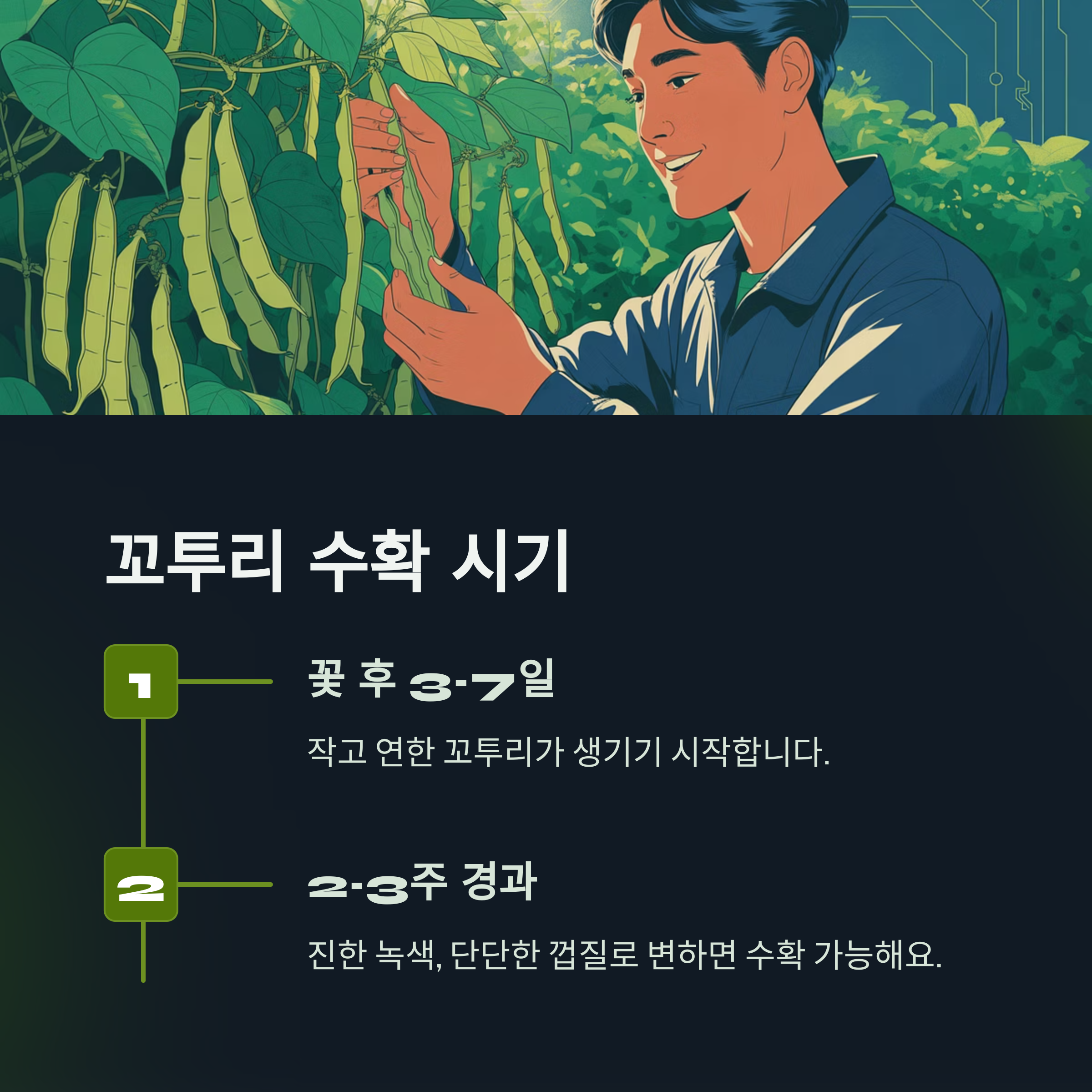 꼬투리 수확, 어떻게 알 수 있나요?