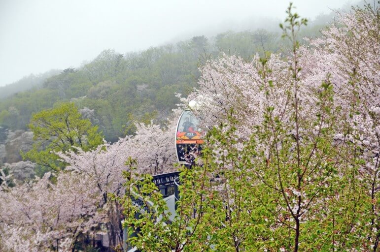2025년 화담숲 벚꽃축제 예약방법 및 개화시기