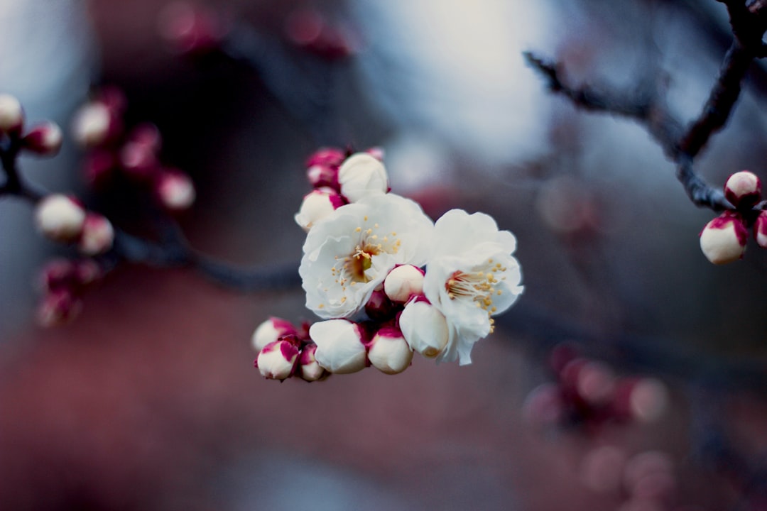 Plum blossom