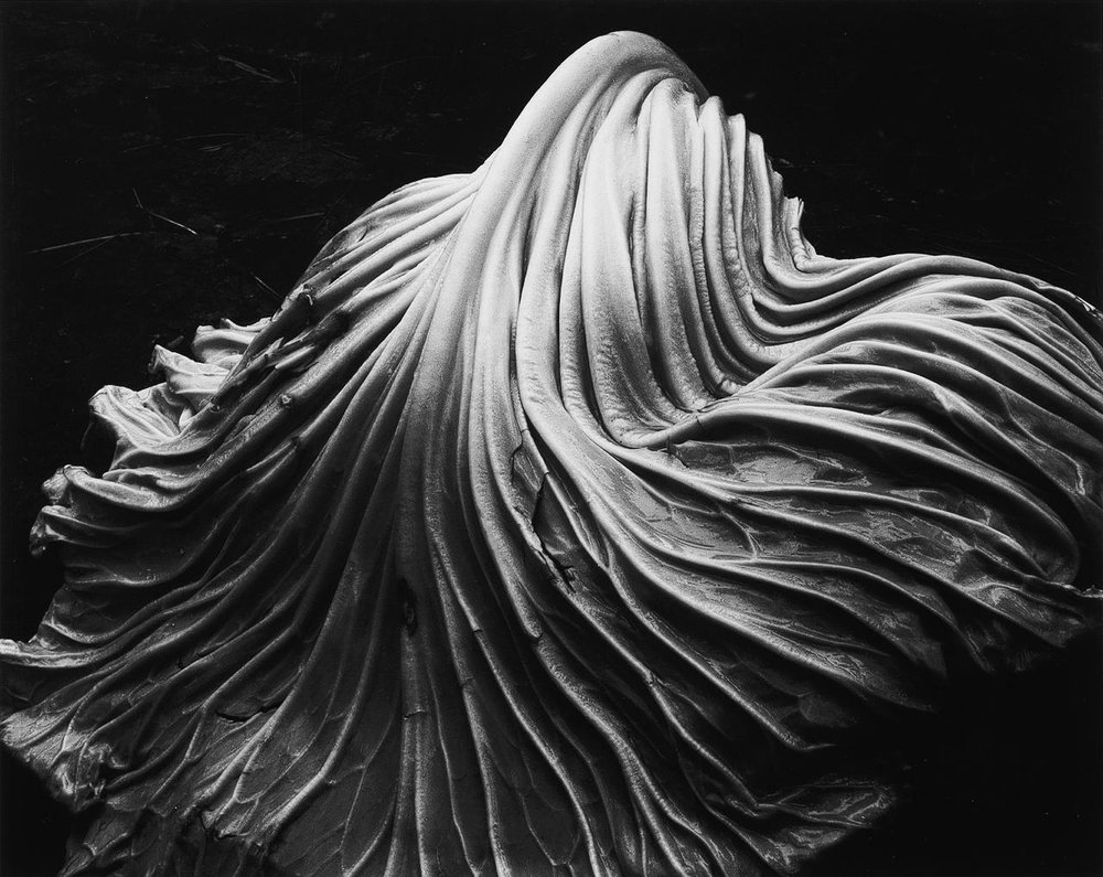 Cabbage Leaf, 1931 ⓒEDWARD WESTON