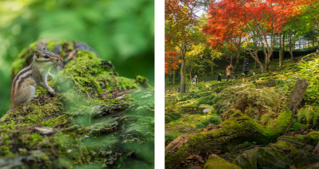화담숲 테마공원 이끼원
