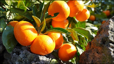 제주곶자왈도립공원, 제주 생태의 핵심을 품은 보호구역