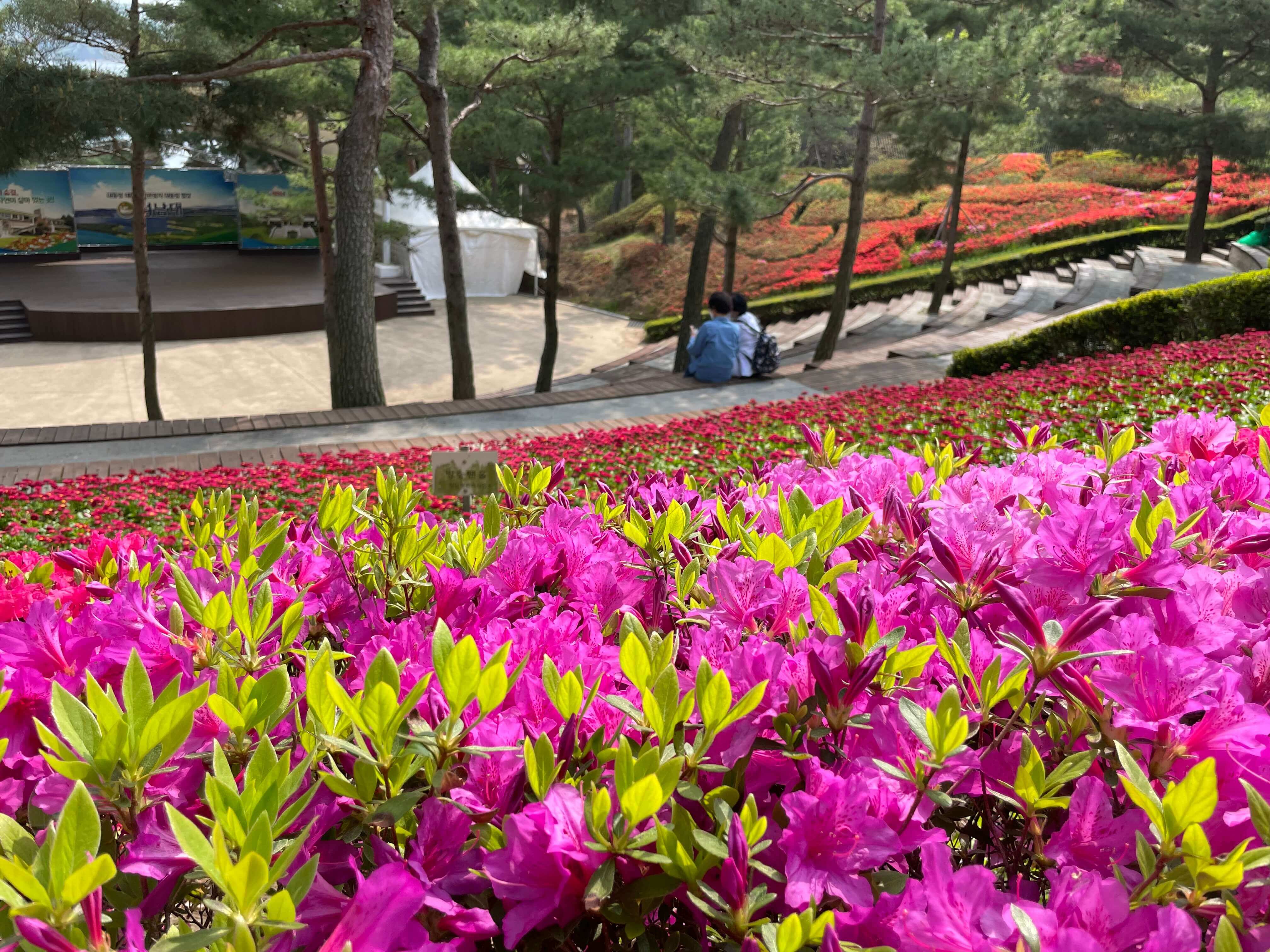 청남대 봄꽃축제 영춘제