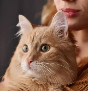 반려동물 장례준비