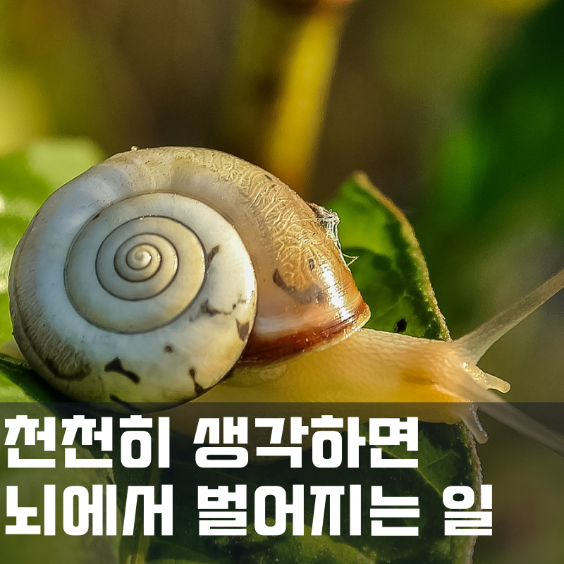 천천히 생각하면 벌어지는 일