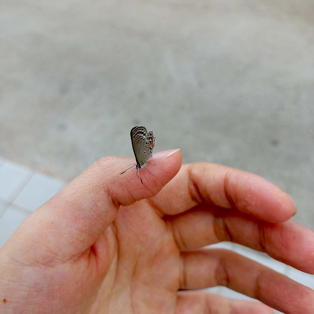 제주 소철꼬리부전나비