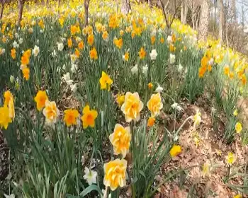 화담숲 예약 봄 수선화 축제_19