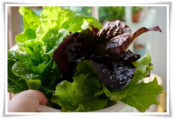 텃밭 &quot;상추 키우기&quot; 초보자도 쉽게 키우는 신선한 쌈 채소 재배의 모든 것!