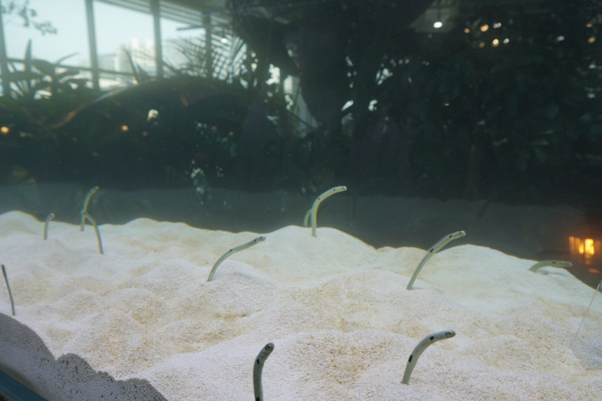 동탄 주렁주렁 5층 워터가든 수중생물