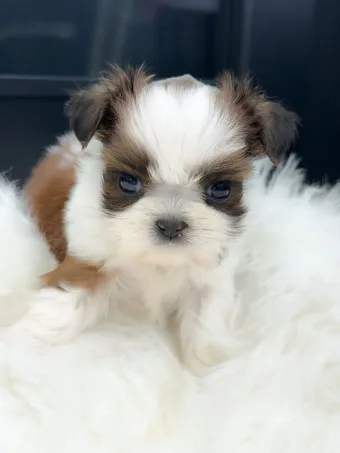 시츄 분양 가격 성격 장단점_14