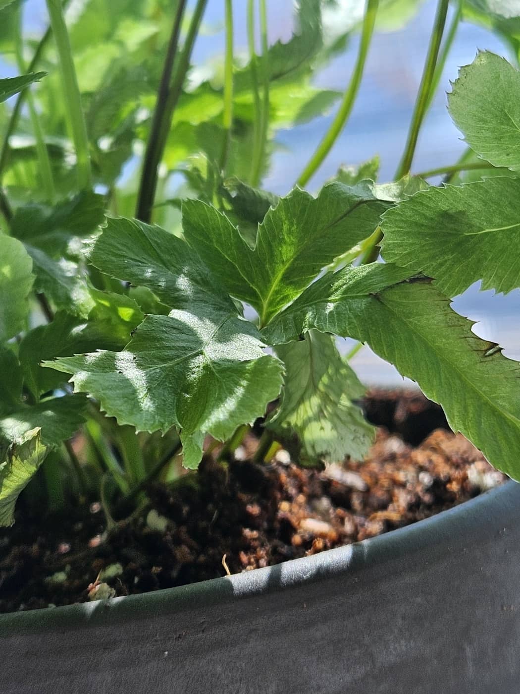 갈변한 달빛고사리 잎