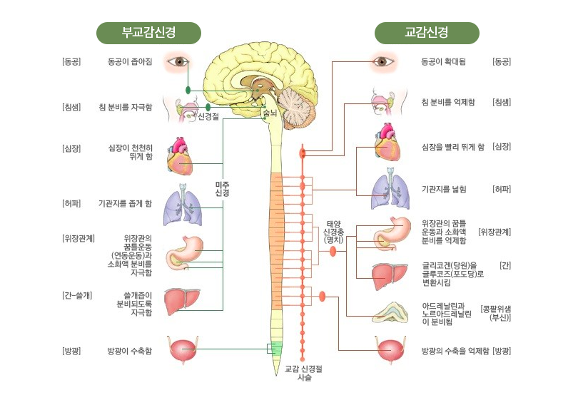 교감신경과 부교감신경, 자율신경계
