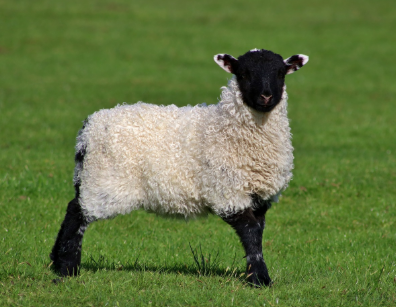 2025년 6월 양띠 생년별 운세