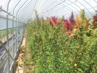 퀴노아 재배 배수성 좋은 흙 고온 건조 적응 수확_6