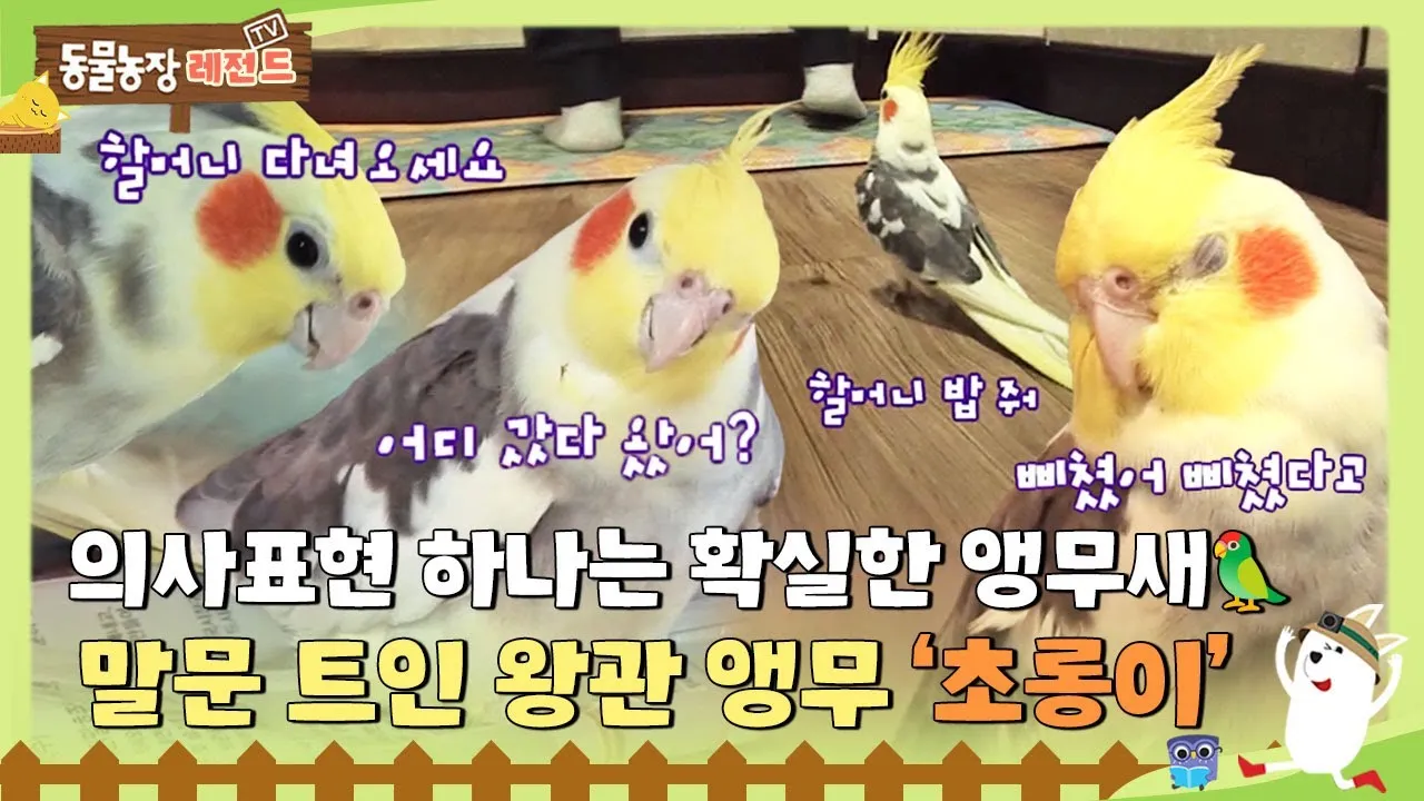 왕관앵무 가격 키우기 분양 수명 먹이 성격 종류_3