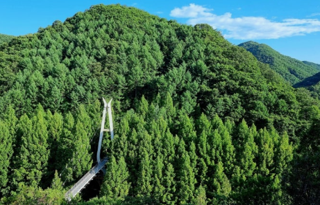  대전 장태산 자연휴양림 메타세콰이어숲 