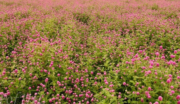 양주나리공원 천일홍