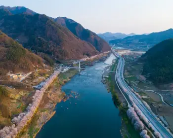 벚꽃 개화시기_8