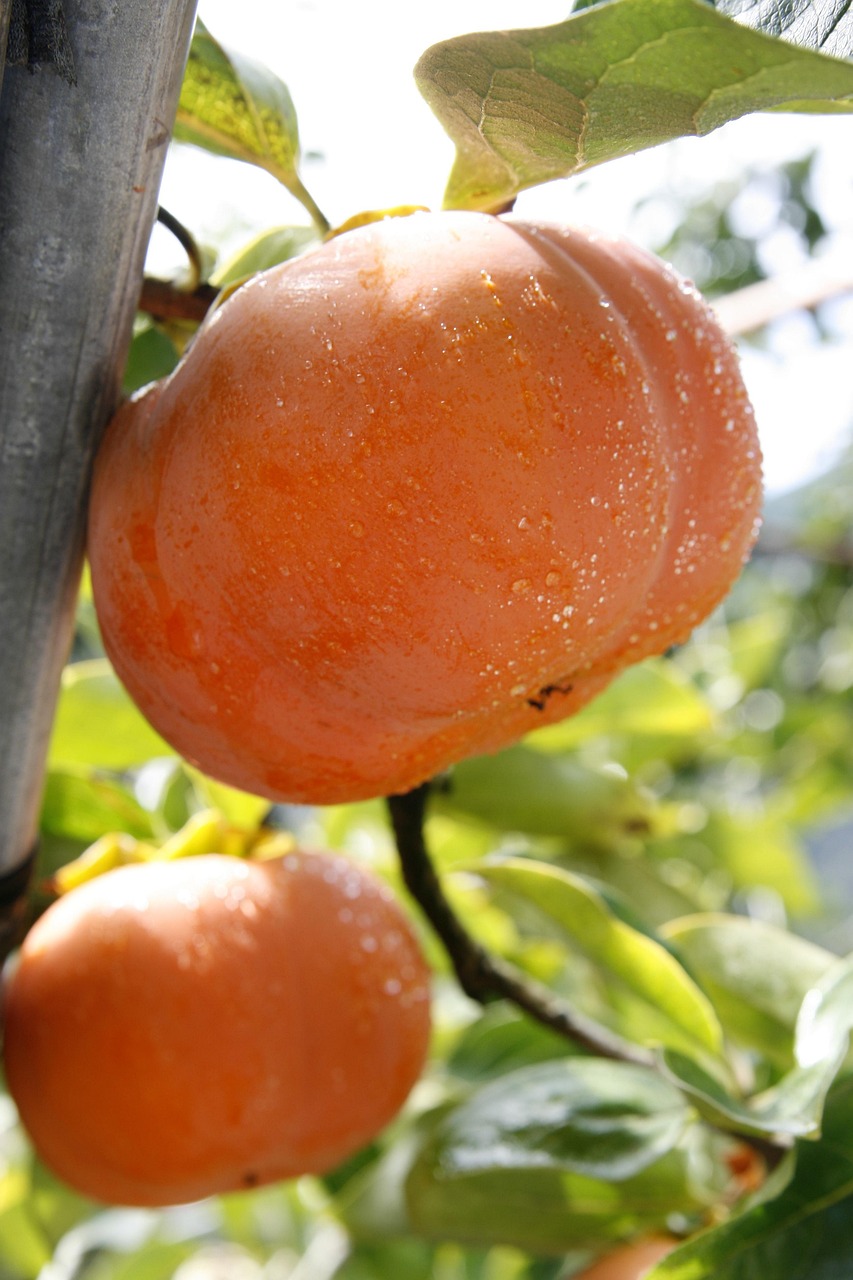 2025 단감 하루 1개 건강 효능 (단감, 하루 1개, 효능)