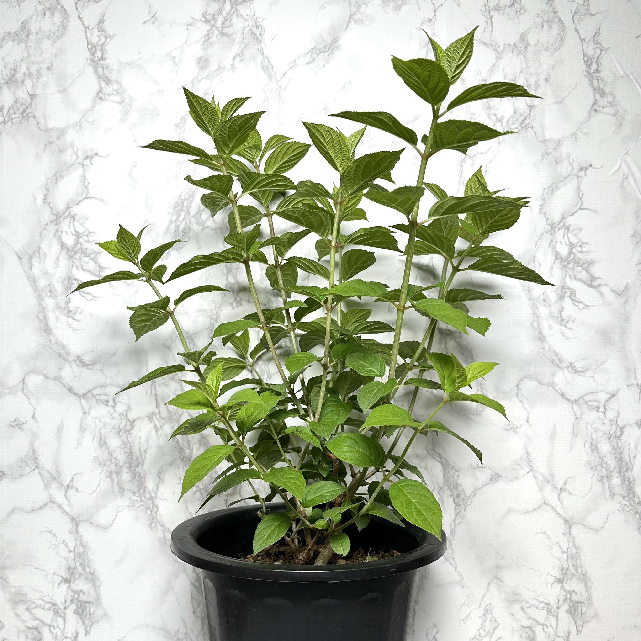 라임라이트 수국 키우기 목수국