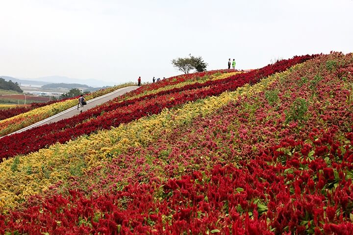 신안 섬 맨드라미 축제 일정