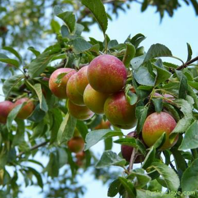 천연 비타민이 풍부한 까무까무