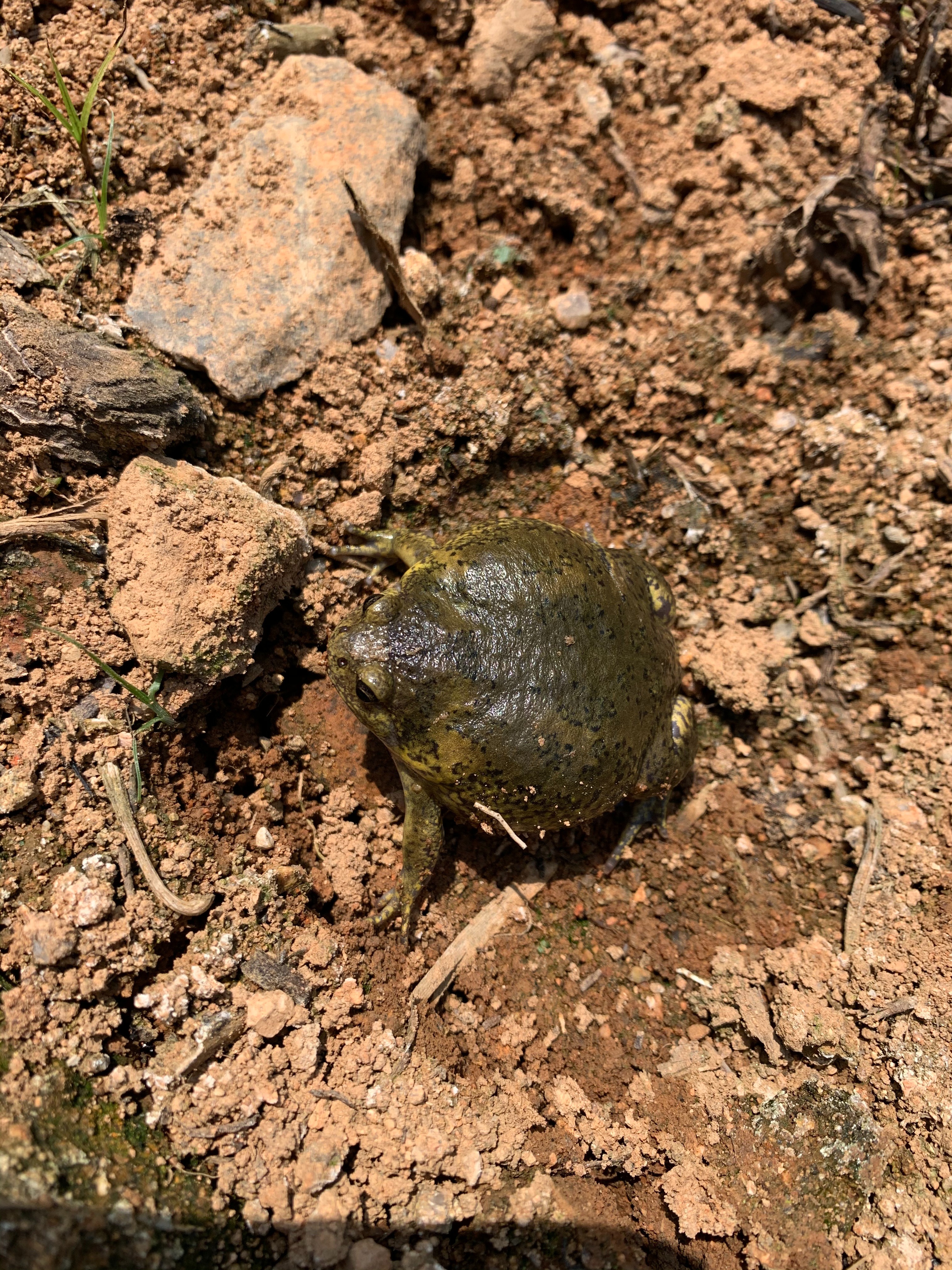 맹꽁이를 지켜야하는 이유와 보호법