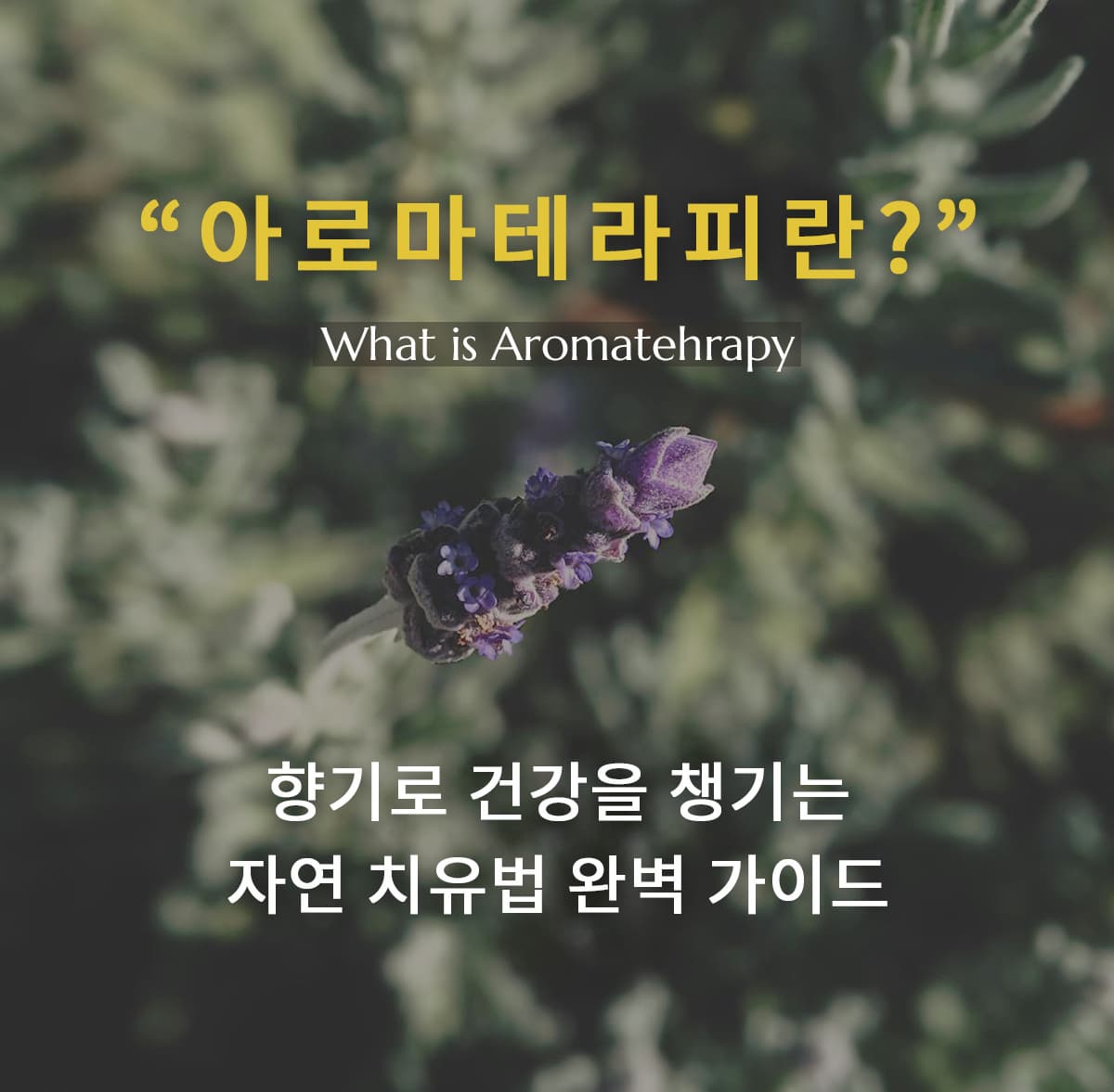 아로마테라피란? 향기로 건강을 챙기는 자연 치유법 완벽 가이드