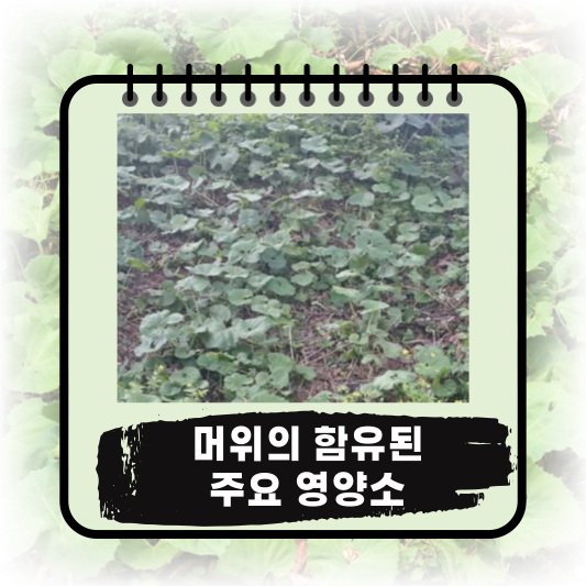 "머위" 자연의 선물!: 채취시기, 영양소, 효능 및 부작용