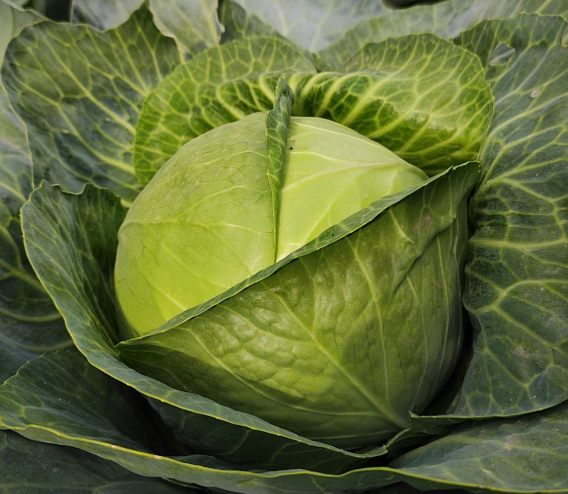 양배추 효능과 부작용 칼로리