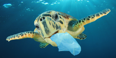 바다거북의 생태와 환경 변화, 최신 연구 분석