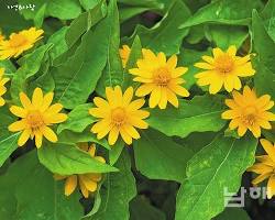 멜람포디움 이미지 사진