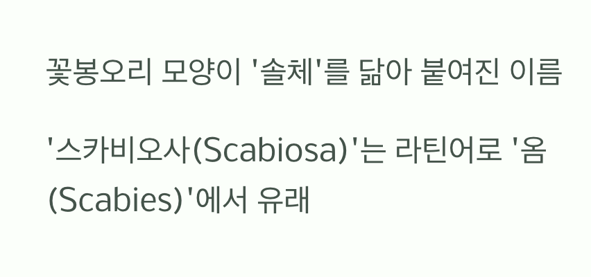 솔을 닮은 꽃&amp;#44; 이름의 비밀