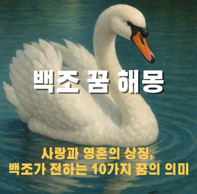 물 위에 떠있는 백조
