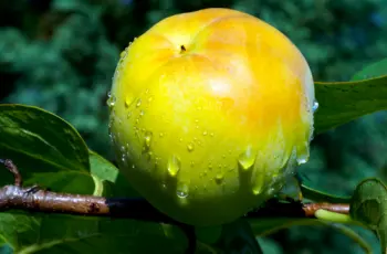 단감 효능&amp;#44; 단감 10kg 가격